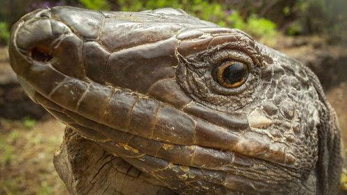 The Canary Islands Season 1 Episode 4 - Episode 4