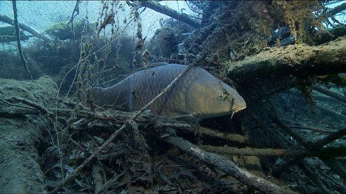 Wild Germany Season 4 Episode 2 - Episode 2