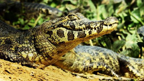 Wild Argentina Season 1 Episode 3 - Water Kingdoms