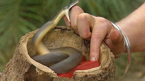 I'm a Celebrity...Get Me Out of Here! Season 4 Episode 3 - Snake Strike