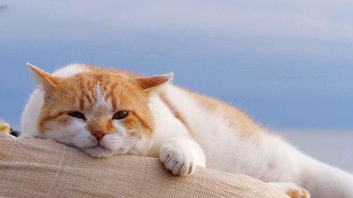 A Cat's-Eye View of Japan Season 4 Episode 6 - Kamakura: Local Favorites