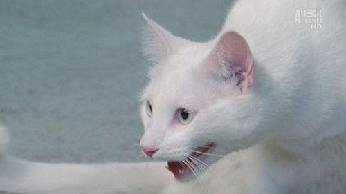 My Cat from Hell Season 4 Episode 7 - The White Tornado