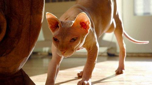 My Cat from Hell Season 2 Episode 6 - Spitting Mad