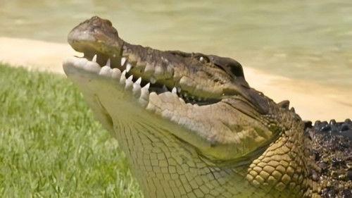 Crikey! It's the Irwins Season 3 Episode 12 - Stormin' Norman