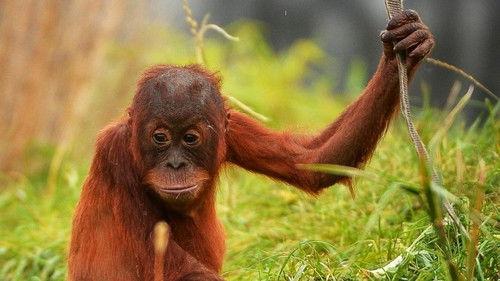 The Secret Life of the Zoo Season 5 Episode 4 - Runt of the Litter