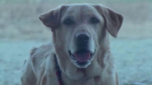 Hyakujuu Sentai Gaoranger Season 1 Episode 8 - The Dog Runs!!