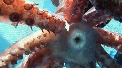 72 Dangerous Animals: Latin America Season 1 Episode 3 - The Freaks