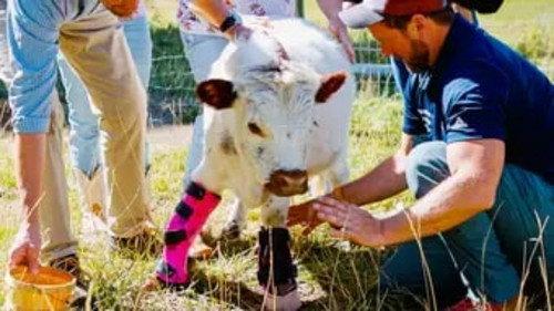 The Wizard of Paws Season 6 Episode 4 - Ivy the Miracle Cow