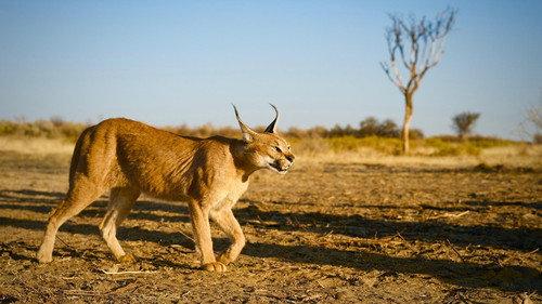Nature Season 35 Episode 4 - The Story of Cats: Asia to Africa