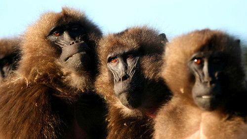 Nature Season 26 Episode 9 - What Females Want and Males Will Do (1)