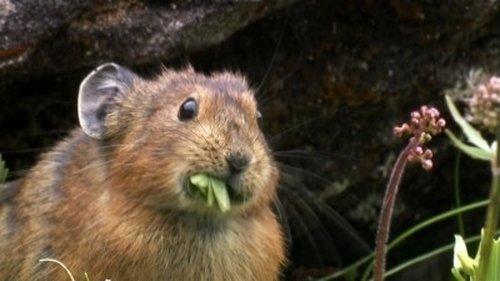 Wild Russia Season 1 Episode 3 - Siberia