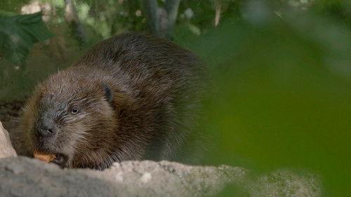 Hôpital vétérinaire Season 5 Episode 11 - Episode 11