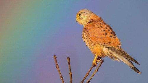 Springwatch Season 17 Episode 11 - Episode 11