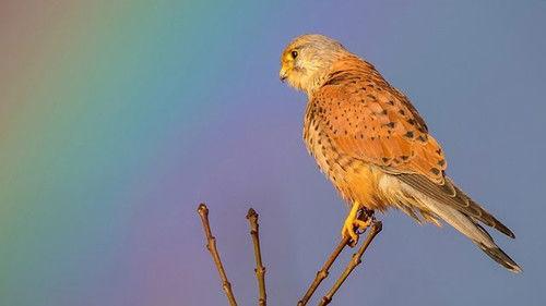 Springwatch Season 17 Episode 11 - Episode 11