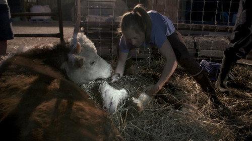 Dr. Oakley, Yukon Vet Season 3 Episode 3 - Baby Boom