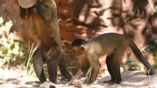 Nature Season 23 Episode 12 - Deep Jungle: The Beast Within