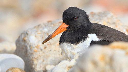 Springwatch Season 23 Episode 16 - Episode 11