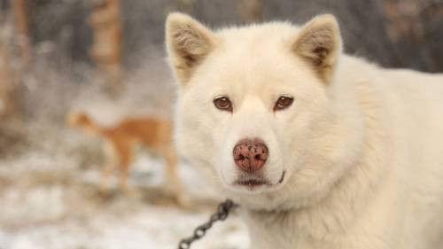 The Last Alaskans Season 2 Episode 4 - Alone