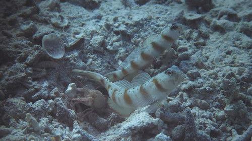 Kingdom of the Oceans Season 1 Episode 2 - Sand Wars