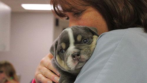 Animal ER Season 1 Episode 3 - Heroic Measures