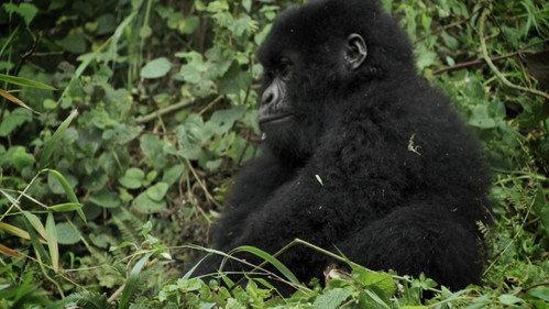 Round Planet Season 1 Episode 8 - Great Apes