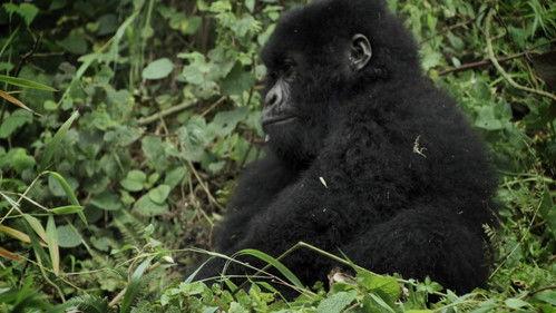 Round Planet Season 1 Episode 8 - Great Apes