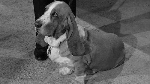 Petticoat Junction Season 1 Episode 32 - Dog Days at Shady Rest