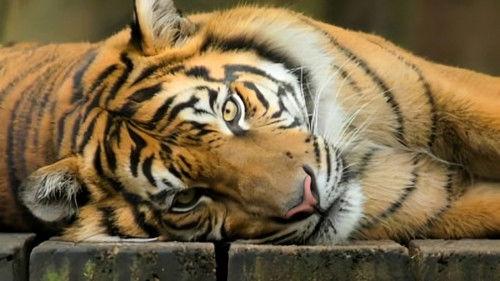 Crikey! It's the Irwins Season 1 Episode 12 - Pawing Terri's Heart