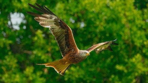 Animal Park Season 25 Episode 12 - Episode 12