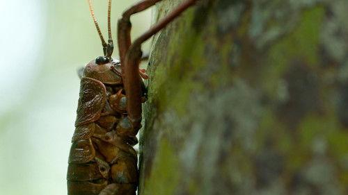 Modern Dinosaurs Season 1 Episode 5 - Island Giants