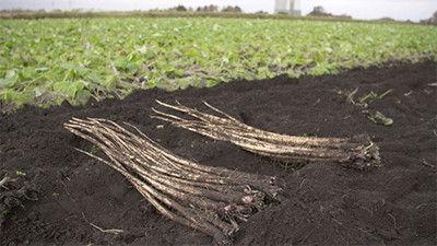 Background image for Gobo