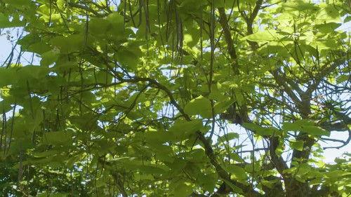 Natur im Garten Season 25 Episode 9 - Episode 9