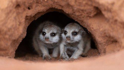 Underdogs Season 1 Episode 2 - Terrible Parents