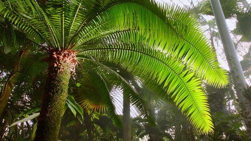 Kingdom of Plants Season 1 Episode 1 - Life in the Wet Zone