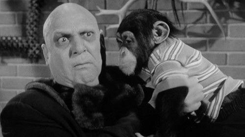 The Addams Family Season 1 Episode 28 - My Son, the Chimp