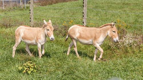 Secrets of the Zoo Season 2 Episode 4 - Baby Watch