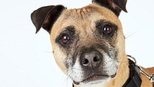 The Dog House Season 1 Episode 2 - Episode 2