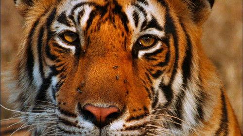 Nature Season 29 Episode 10 - Broken Tail: A Tiger's Last Journey