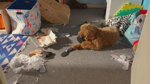 Background image for Waffle and the Teacher