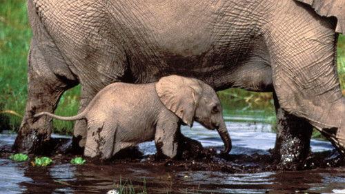 Nature Season 19 Episode 13 - Baby Tales