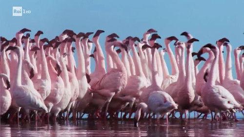 Superquark Season 29 Episode 4 - The challenge of courtship in rivers and lakes