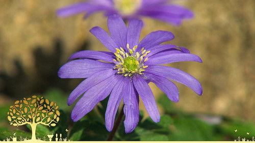 Gardeners' World Season 55 Episode 4 - Episode 4