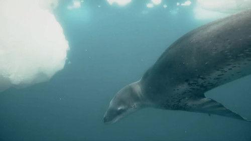 72 Dangerous Animals: Latin America Season 1 Episode 7 - Episode 7