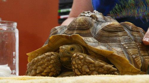 Dr. K's Exotic Animal ER Season 3 Episode 3 - The Tortoise and the Dog