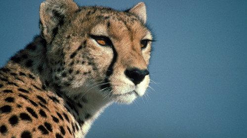 Nature Season 18 Episode 10 - Cheetahs in a Hot Spot