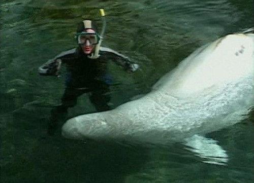 Bill Nye the Science Guy Season 4 Episode 3 - Marine Mammals