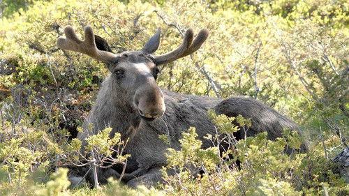 Wild Scandinavia Season 1 Episode 2 - Norway