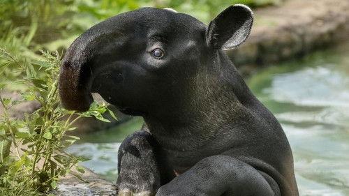 The Secret Life of the Zoo Season 4 Episode 8 - Baby Porcupine on the Loose!