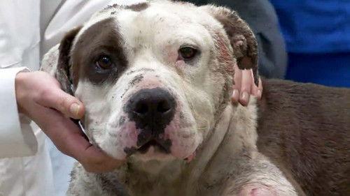 Pit Bulls and Parolees Season 5 Episode 12 - Battle Scars