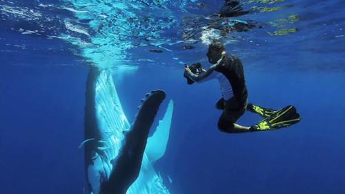 Background image for Submerged